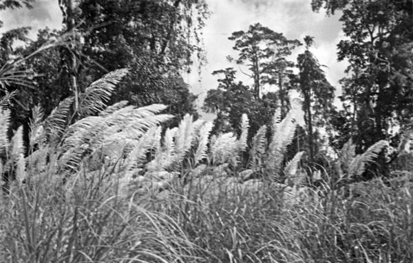 Kunai Grass 4