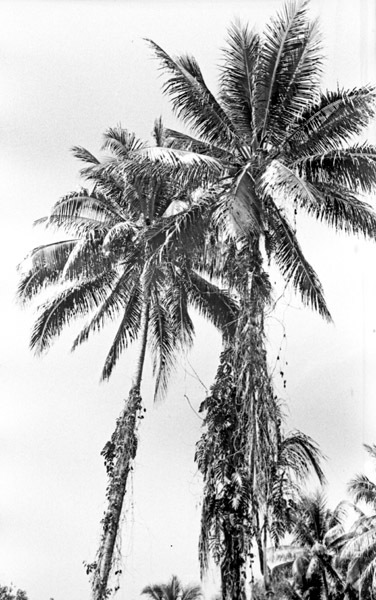 Dobodura Palm Trees 1