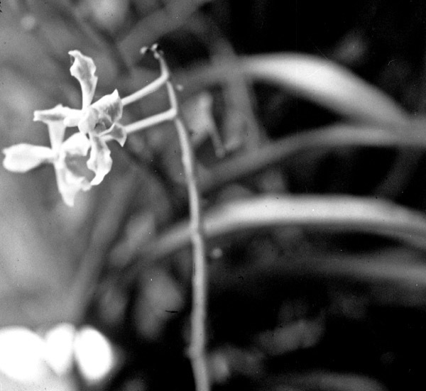 Wild Orchid