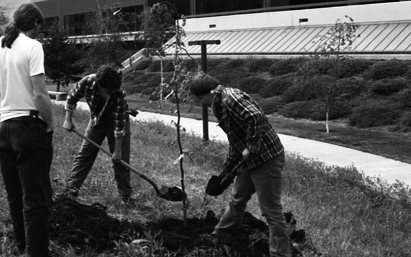 1981 Campus Tree Plantings 02
