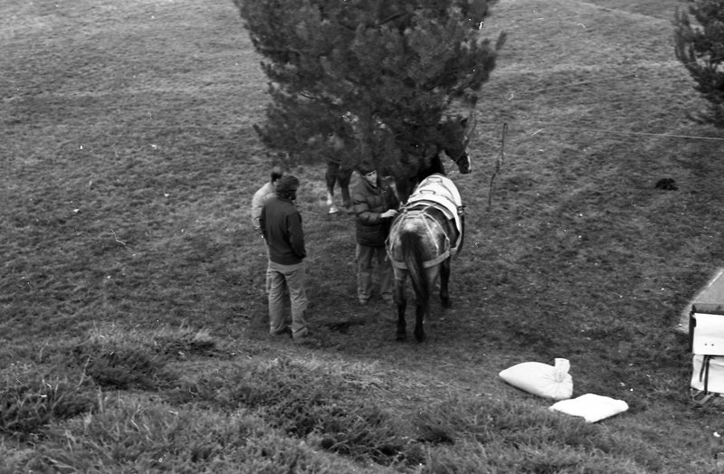 1980 Festival, Horse Rides