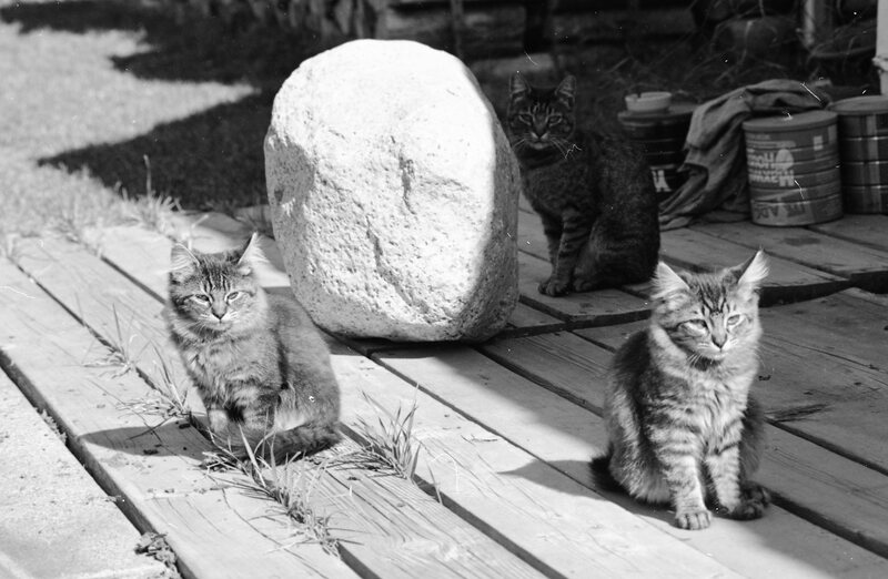 1985 Kittens 05