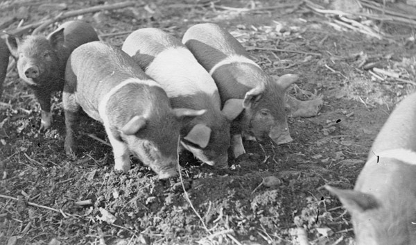 Reuter, Piglets 1