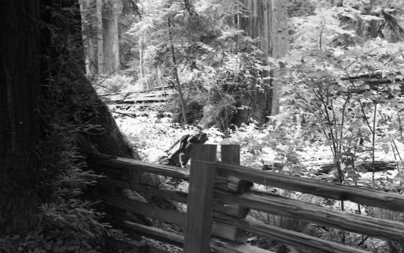 1980 Redwoods 04
