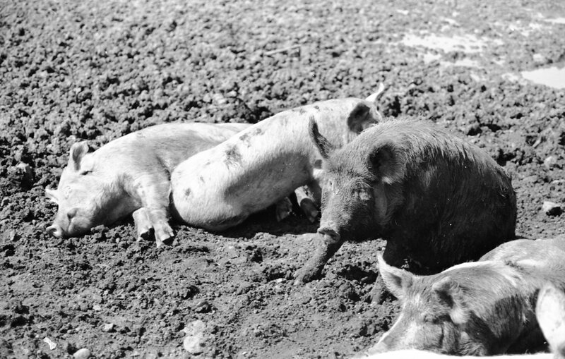 1978 Livestock, Cattle & Pigs 06