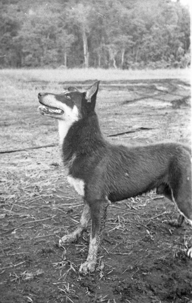 Dog 3