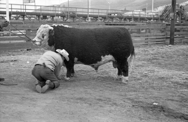 California, Stock Show 8