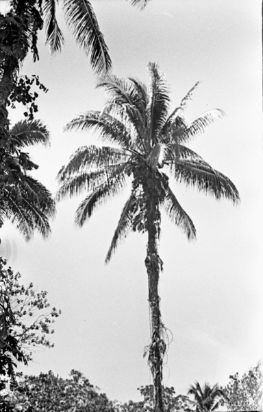 Dobodura Palm Trees 2