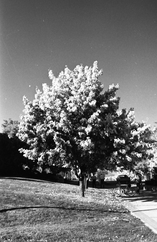 1977 Campus Tree 7