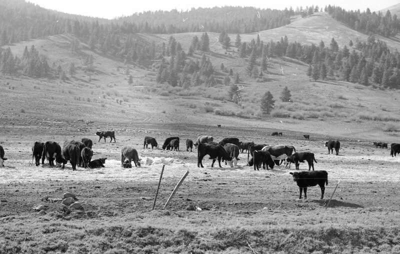 1978 Livestock, Cattle & Pigs 04