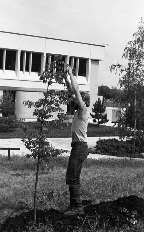 1981 Campus Tree Plantings 08