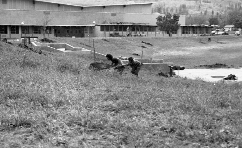 1981 Campus Tree Plantings 18