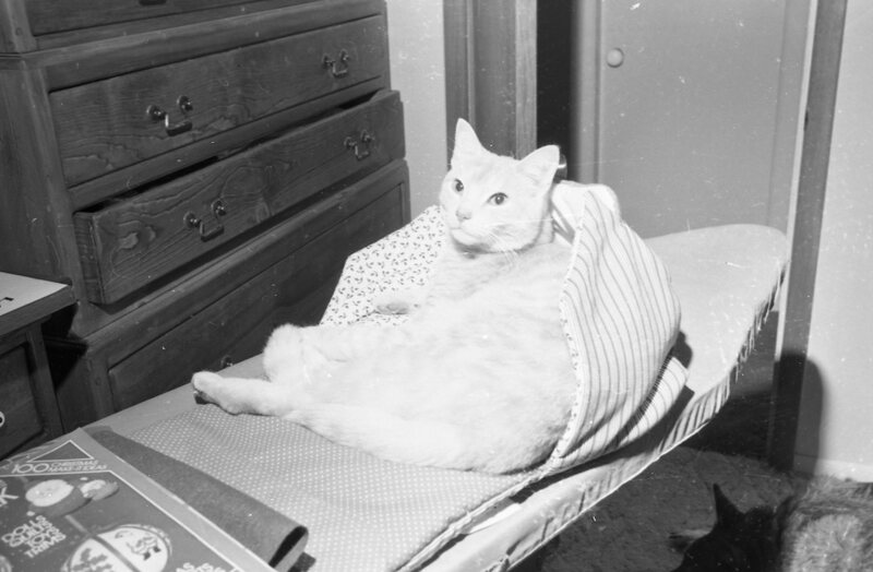 1982 Cat 02