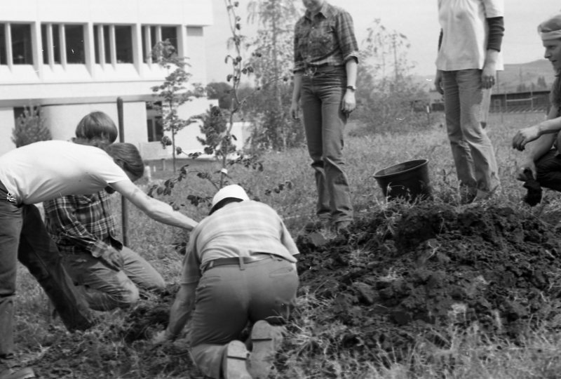 1981 Campus Tree Plantings 16