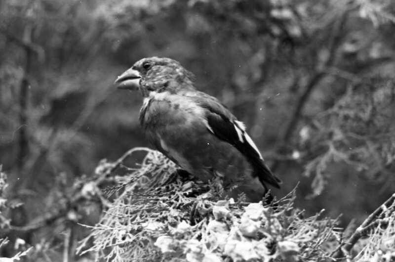 1977 Birds, Migratory 12
