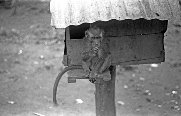 A monkey, named Jocko, sitting on a ledge of a small habitat that is raised off of the ground by a wooden pole.