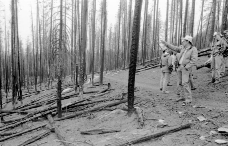 1987 Field Trip, Forest 15