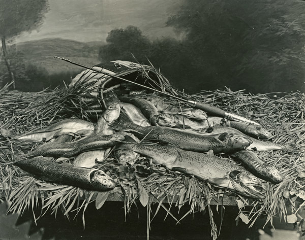 Portrait - Trout