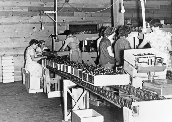Imbler, Cherry Packing