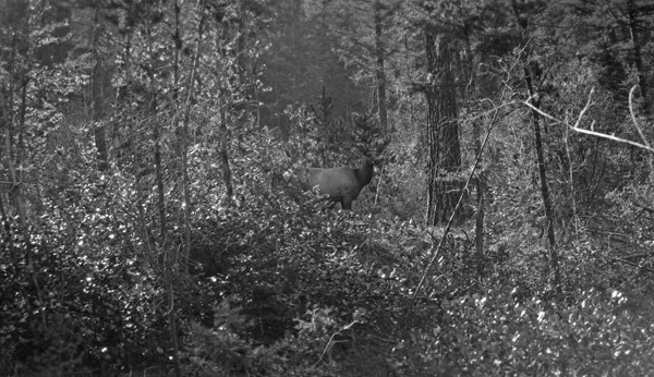 Idaho, Elk 1