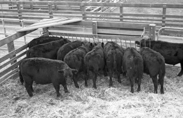 California, Stock Show 1