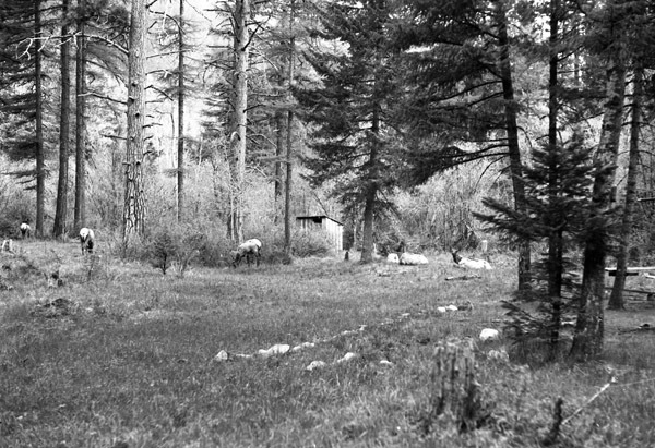 Wallowa Lake, Elk 6