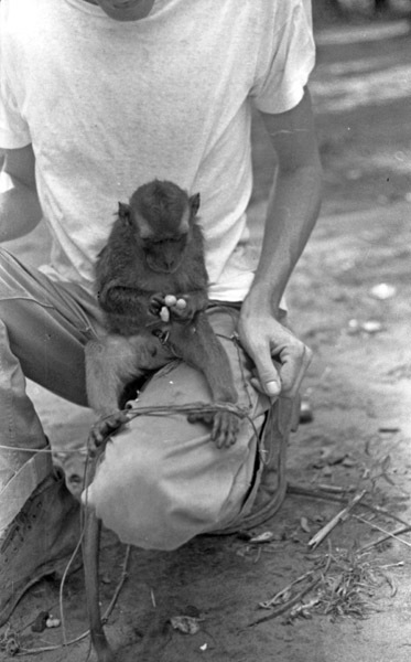 A monkey, named Jocko, sitting in the lap of a squatting young man. The monkey is holding some food and looking at it.