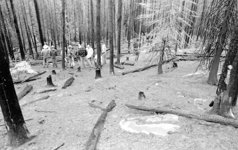 1987 Field Trip, Forest 12