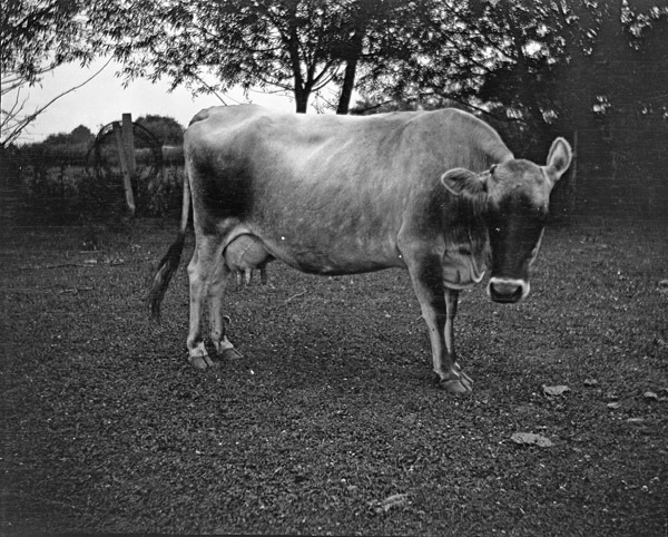 La Grande Farm, Cow
