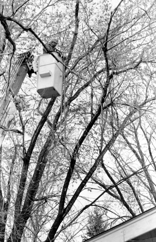 1988 Employee, Tree Trimming 05