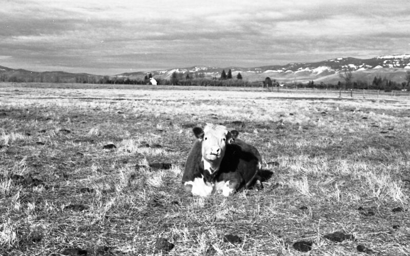 1978 OSU Union Experimental Field Station, Livestock 12