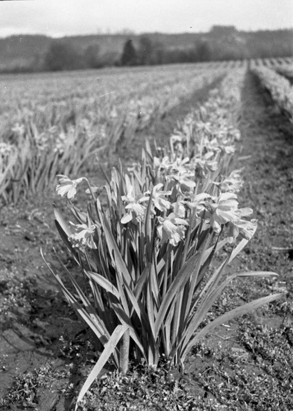 Farm, Daffodils 10