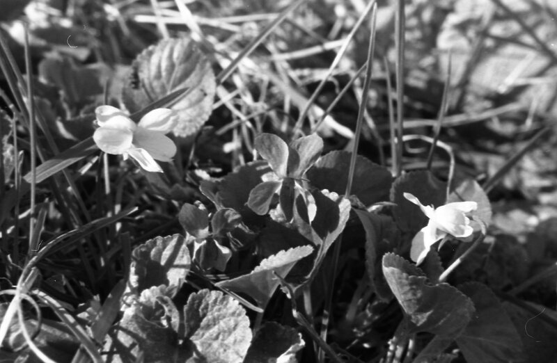 1985 Flowers 02