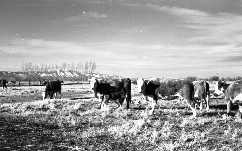 1978 OSU Union Experimental Field Station, Livestock 04