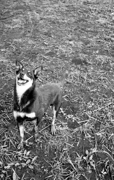 Dog 1