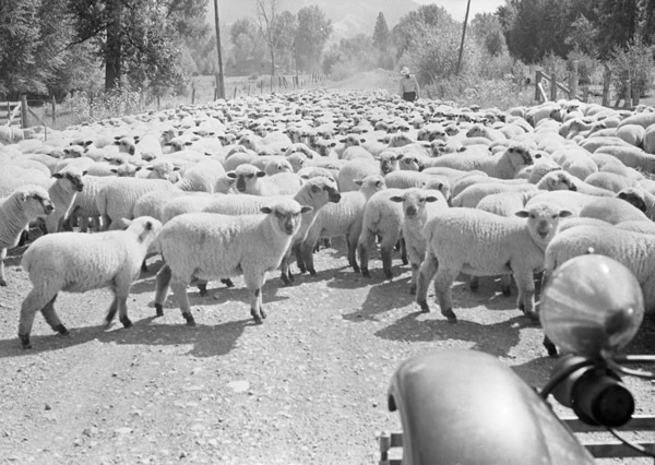 Imnaha, Flock of Sheep 1
