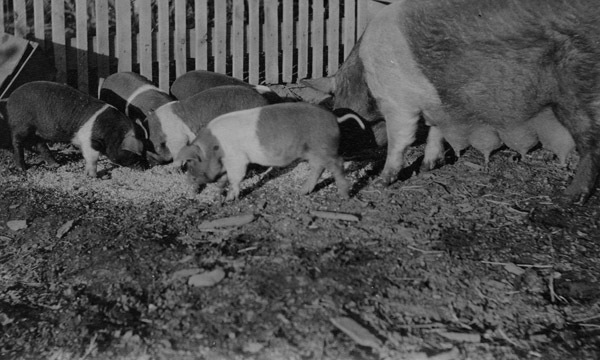 Reuter, Pigs 3