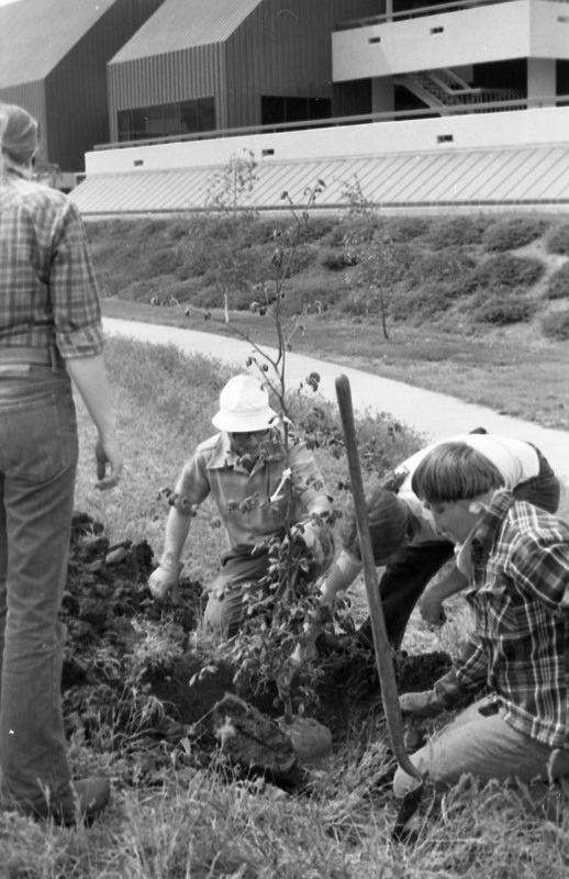 1981 Campus Tree Plantings 17