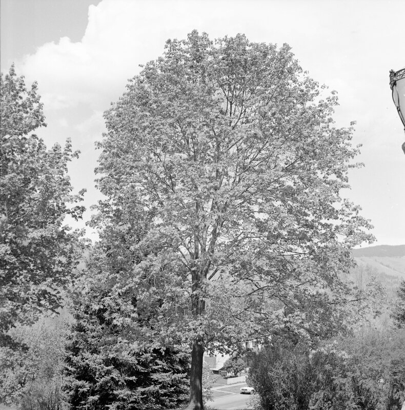 1968 Campus Trees 02