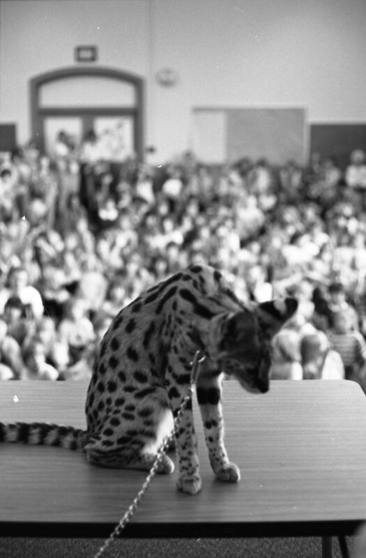 1985 Ackerman Elementary School, Safari 07