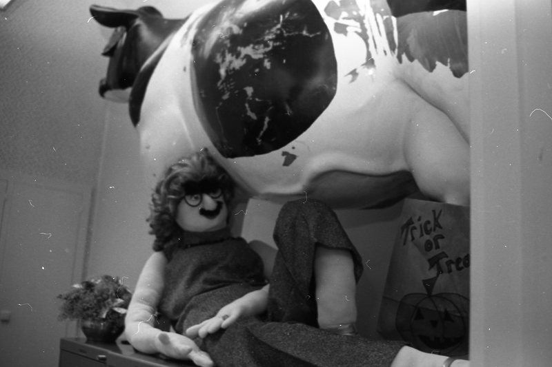 1984 Halloween Decoration, Cow 01