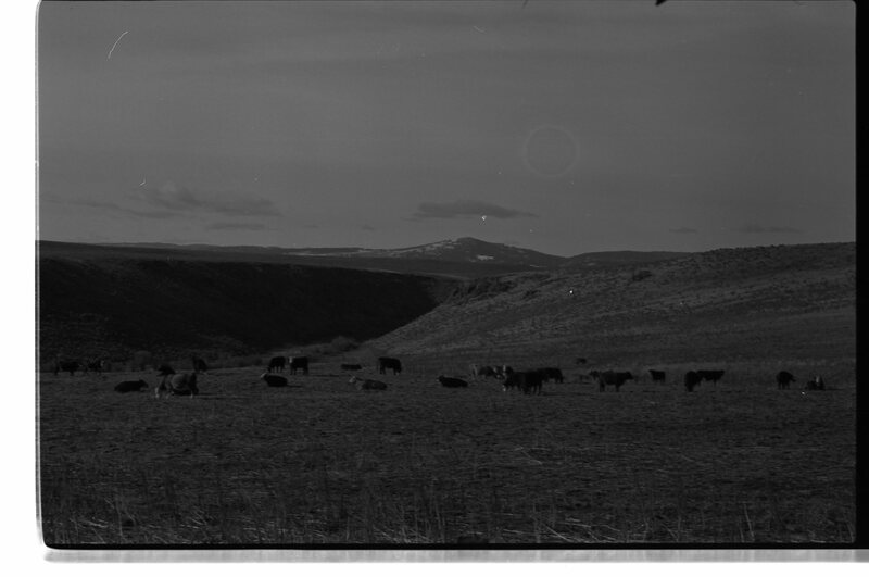 1989 Livestock, Cattle 01