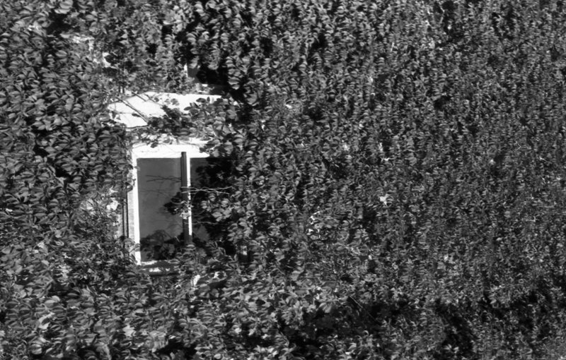1976 Campus Ivy