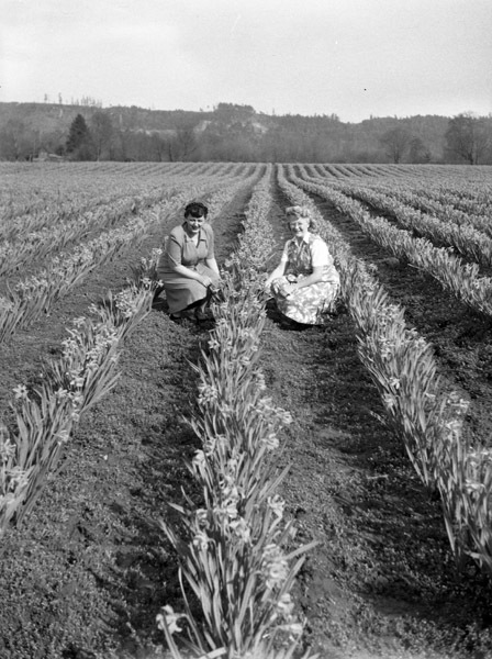 Farm, Daffodils 8