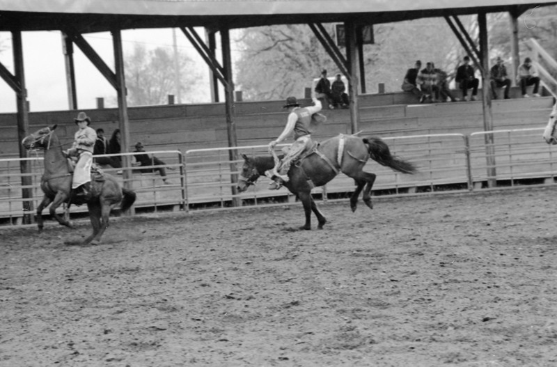 1986 Springfest, Rodeo Bronco Riding 05