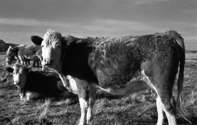 1978 OSU Union Experimental Field Station, Livestock 06