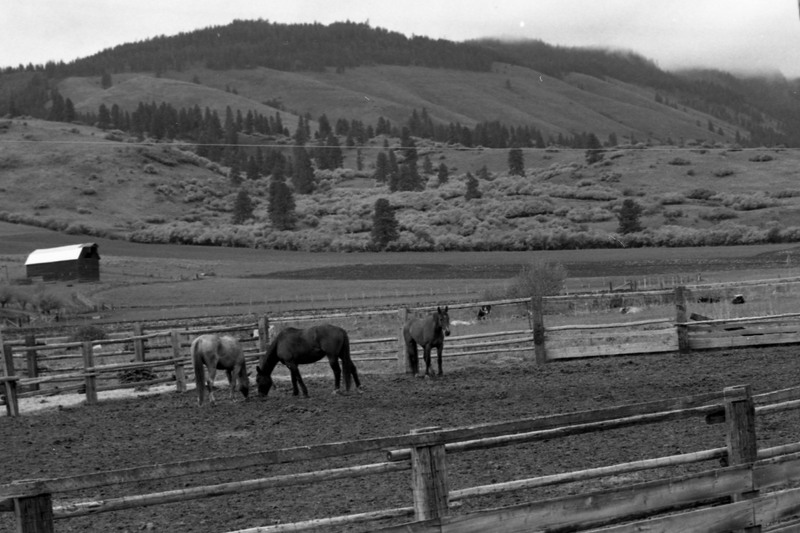 1986 Livestock, Horses 02