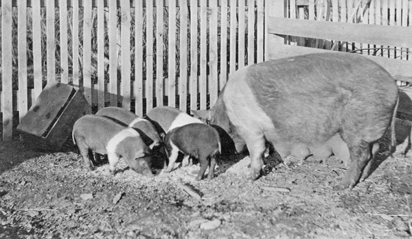 Reuter, Pigs 2