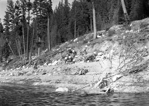 Wallowa Lake, Elk 1