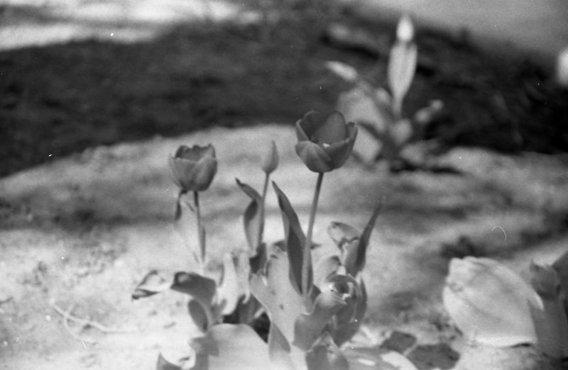 1985 Tulips